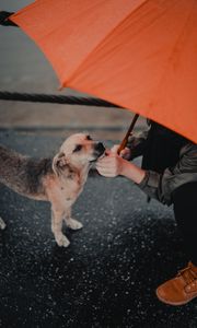 Preview wallpaper dog, man, umbrella, pet, street