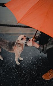 Preview wallpaper dog, man, umbrella, pet, street