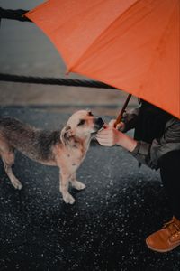 Preview wallpaper dog, man, umbrella, pet, street