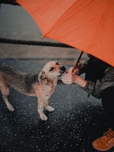 Preview wallpaper dog, man, umbrella, pet, street