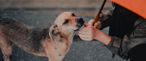 Preview wallpaper dog, man, umbrella, pet, street