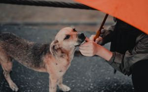 Preview wallpaper dog, man, umbrella, pet, street