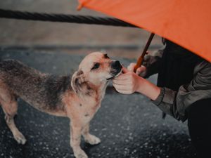 Preview wallpaper dog, man, umbrella, pet, street