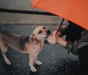 Preview wallpaper dog, man, umbrella, pet, street