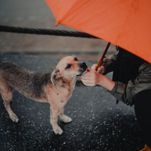 Preview wallpaper dog, man, umbrella, pet, street