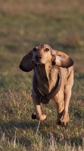 Preview wallpaper dog, meadow, grass, running