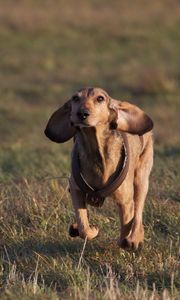 Preview wallpaper dog, meadow, grass, running