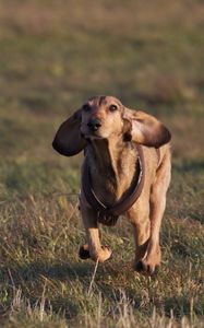 Preview wallpaper dog, meadow, grass, running