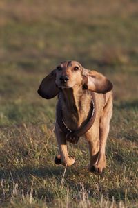 Preview wallpaper dog, meadow, grass, running