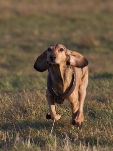 Preview wallpaper dog, meadow, grass, running