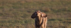 Preview wallpaper dog, meadow, grass, running