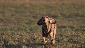 Preview wallpaper dog, meadow, grass, running