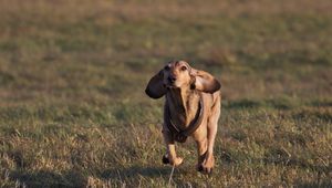 Preview wallpaper dog, meadow, grass, running