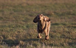 Preview wallpaper dog, meadow, grass, running