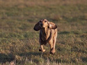 Preview wallpaper dog, meadow, grass, running