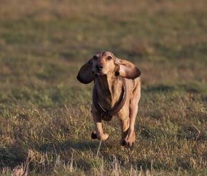 Preview wallpaper dog, meadow, grass, running