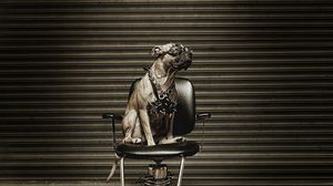 Preview wallpaper dog, metalist, chair, glasses