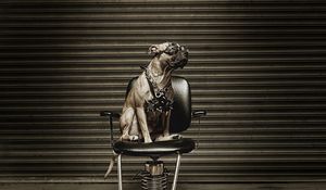 Preview wallpaper dog, metalist, chair, glasses