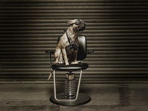 Preview wallpaper dog, metalist, chair, glasses