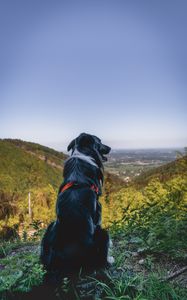 Preview wallpaper dog, mountains, sitting, top