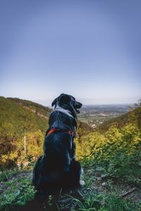 Preview wallpaper dog, mountains, sitting, top