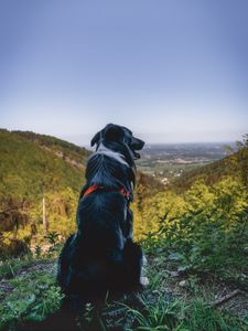 Preview wallpaper dog, mountains, sitting, top