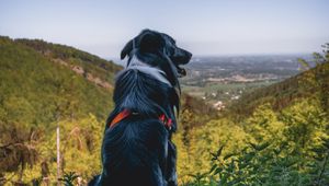 Preview wallpaper dog, mountains, sitting, top