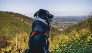 Preview wallpaper dog, mountains, sitting, top