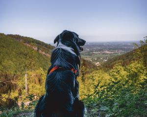 Preview wallpaper dog, mountains, sitting, top