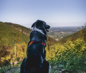 Preview wallpaper dog, mountains, sitting, top