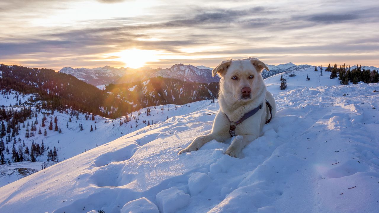 Wallpaper dog, mountains, snow, sky, lifeguard