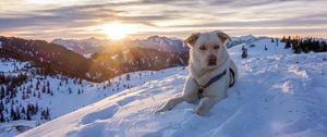 Preview wallpaper dog, mountains, snow, sky, lifeguard