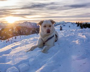 Preview wallpaper dog, mountains, snow, sky, lifeguard