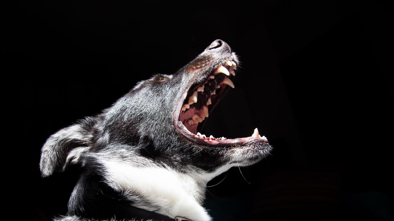 Wallpaper dog, mouth, muzzle, fangs