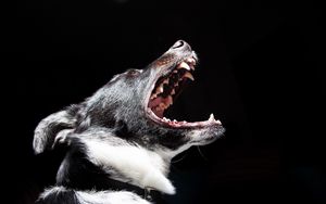 Preview wallpaper dog, mouth, muzzle, fangs