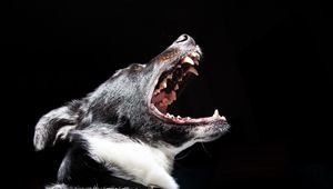 Preview wallpaper dog, mouth, muzzle, fangs