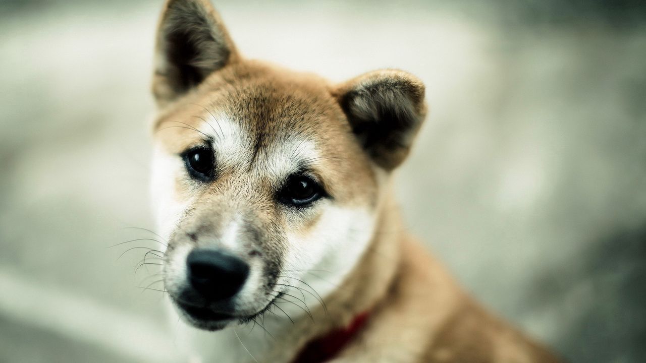 Wallpaper dog, muzzle, background, blurred