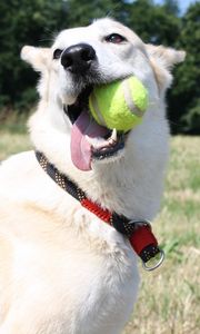 Preview wallpaper dog, muzzle, ball, playful