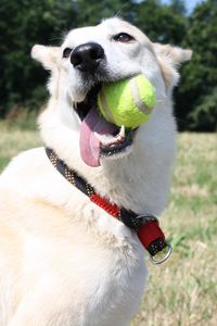 Preview wallpaper dog, muzzle, ball, playful