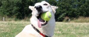 Preview wallpaper dog, muzzle, ball, playful