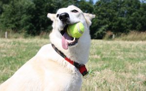 Preview wallpaper dog, muzzle, ball, playful