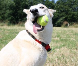 Preview wallpaper dog, muzzle, ball, playful