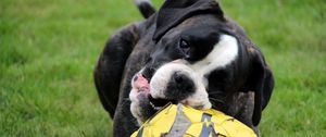 Preview wallpaper dog, muzzle, ball, playful