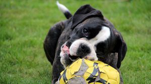 Preview wallpaper dog, muzzle, ball, playful