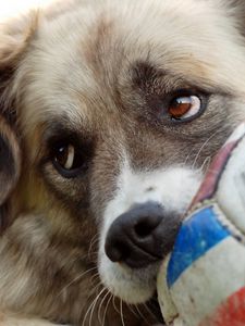 Preview wallpaper dog, muzzle, ball, glance