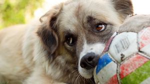 Preview wallpaper dog, muzzle, ball, glance