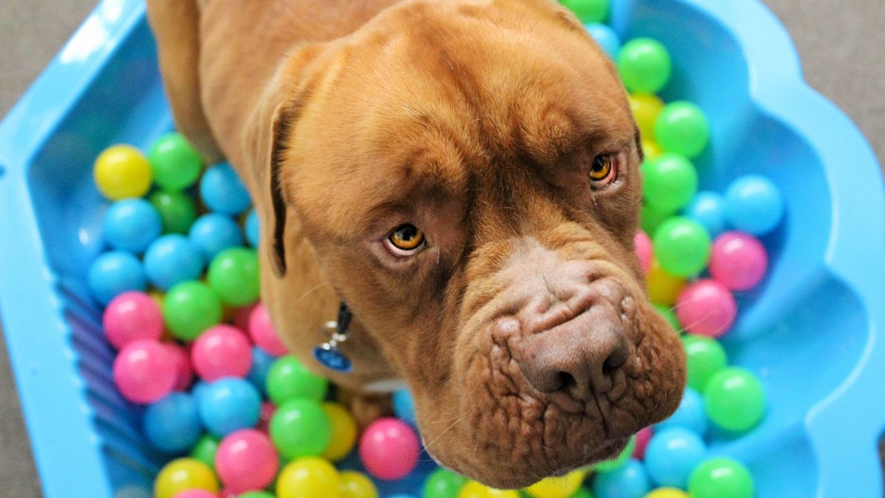 Wallpaper dog, muzzle, balls, playful
