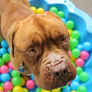Preview wallpaper dog, muzzle, balls, playful
