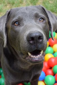 Preview wallpaper dog, muzzle, balls