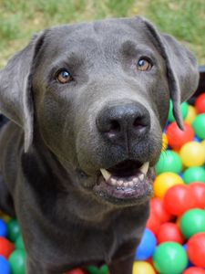 Preview wallpaper dog, muzzle, balls
